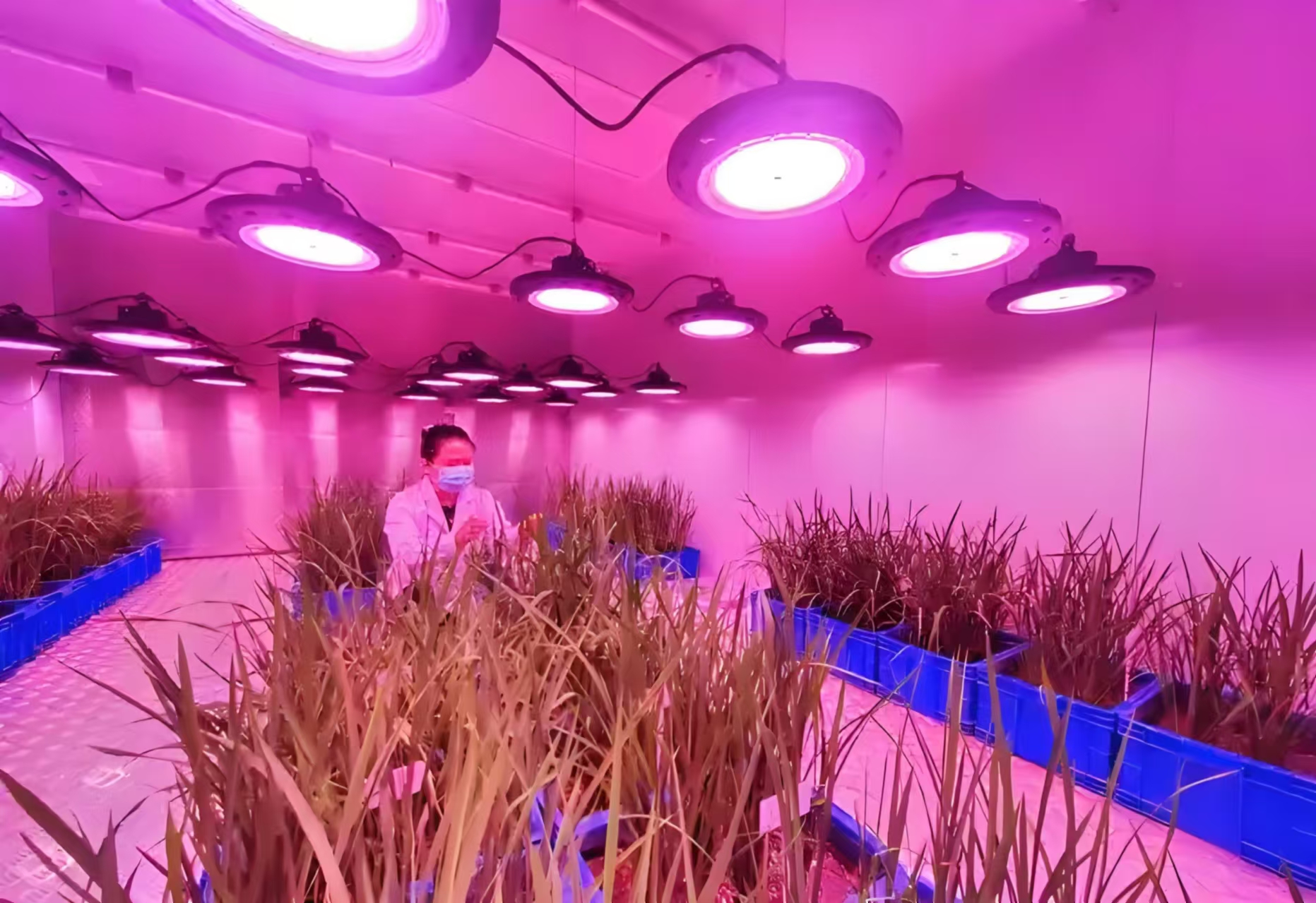 浙江人工气候室在农业领域的应用